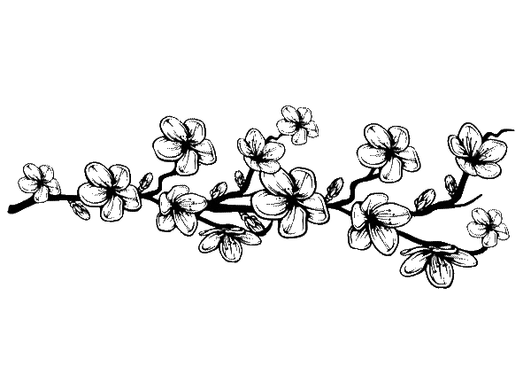 outline drawing of blossom tree branch in black colour